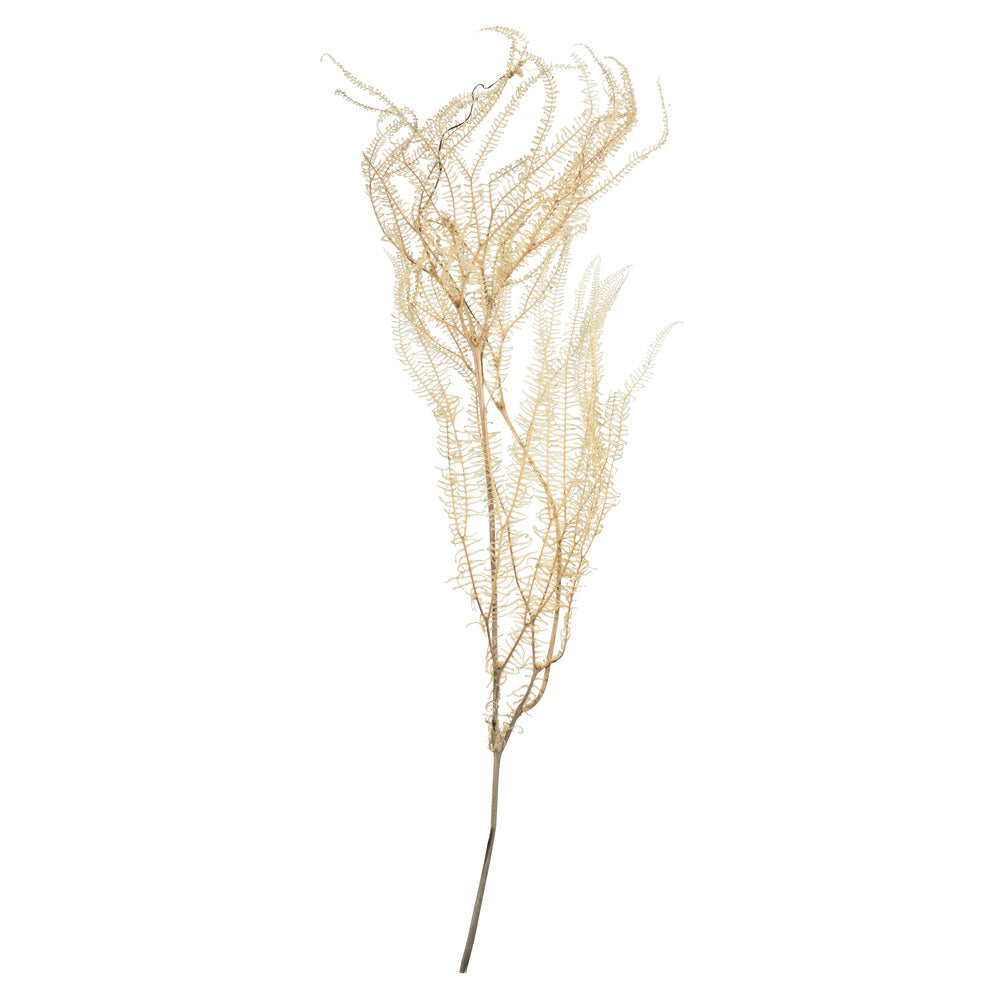 Vickerman 26" Bleached Fern - Andares 4 oz per pack Dried
