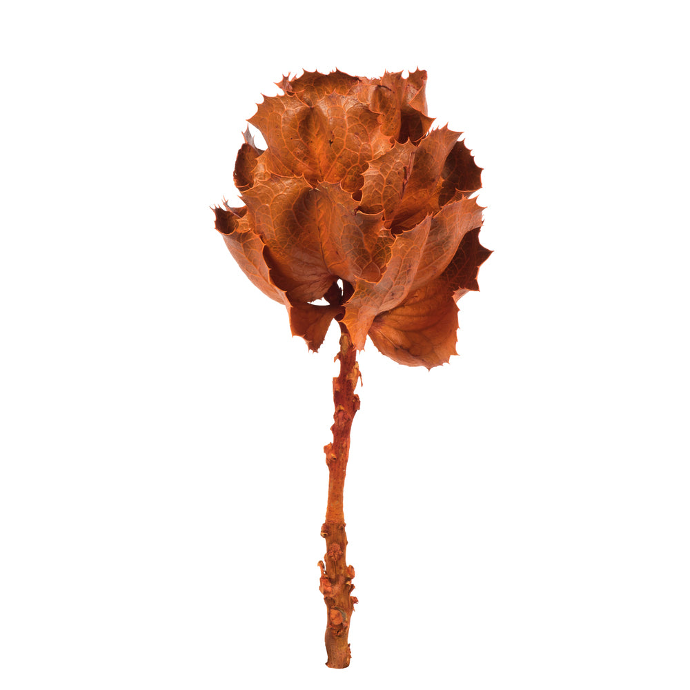 Vickerman 8" flower Autumn Queen Flower 1 stem Dried