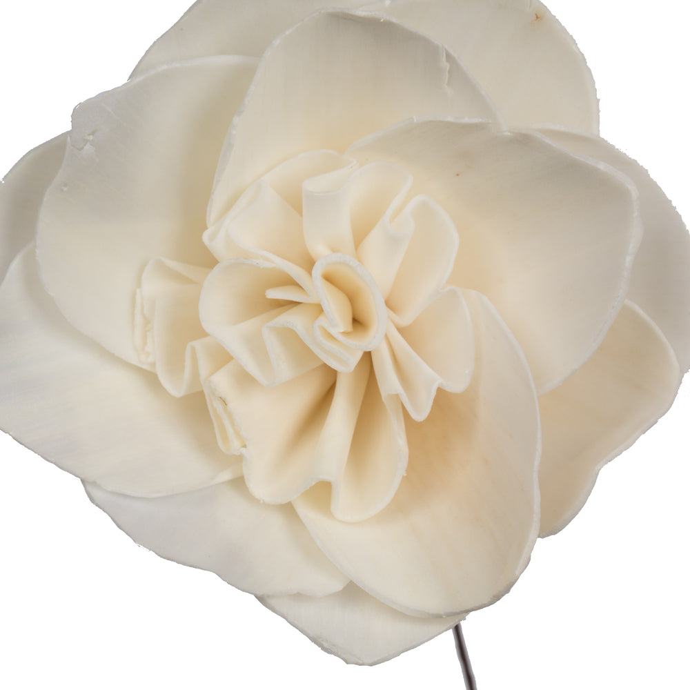 Vickerman Natural Botanicals 4" Natural Dried Gardenia Sola Flower on 12" wire stem- 12 stem/polybag.