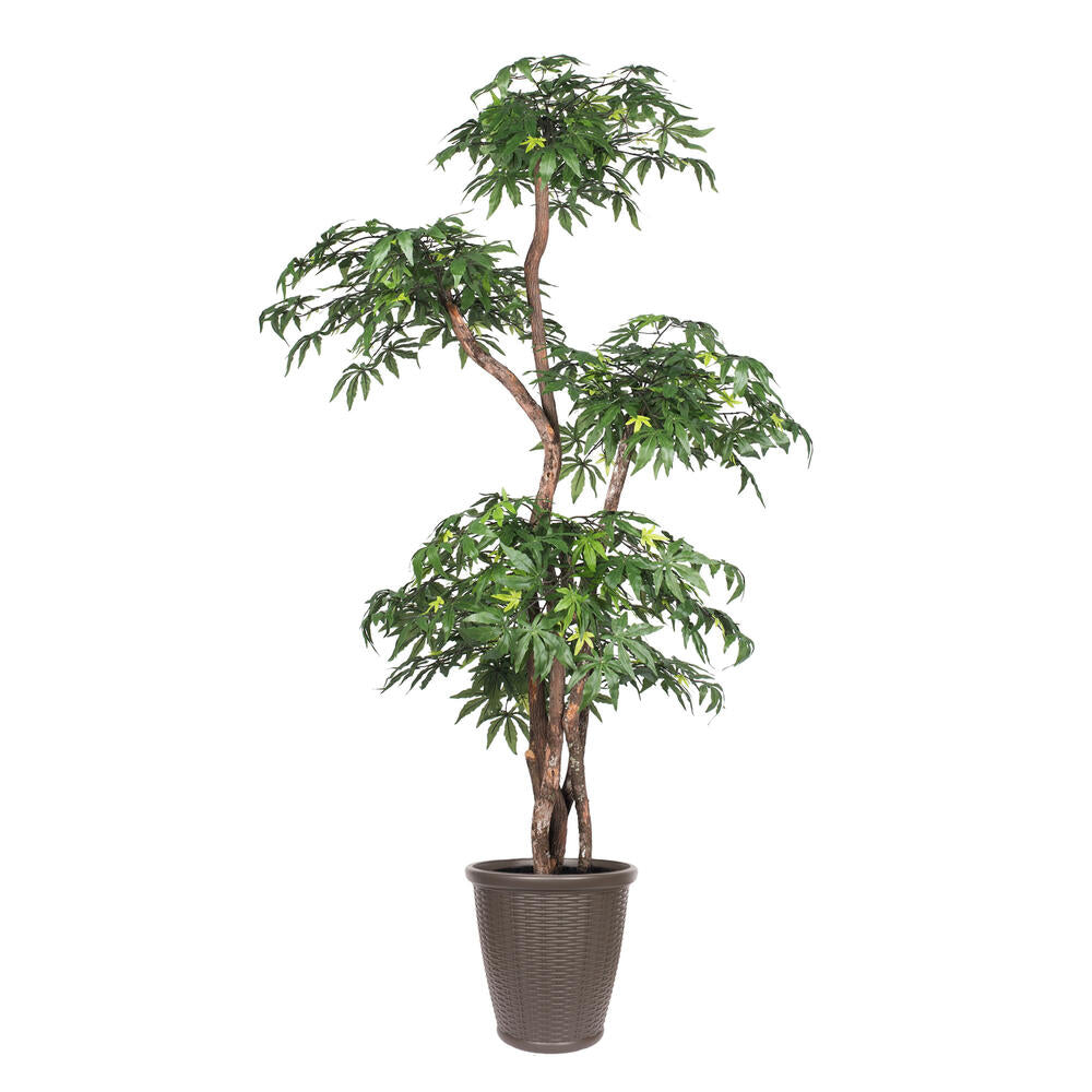 Vickerman 6' Artificial Multi Level Japanese Maple Tree Brown Round Plastic Container.