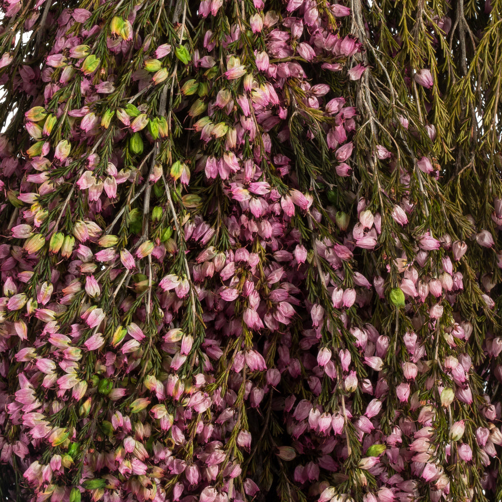 Vickerman 18-20" Pink Heather (Erica) - 4-5 oz Bundle Preserved