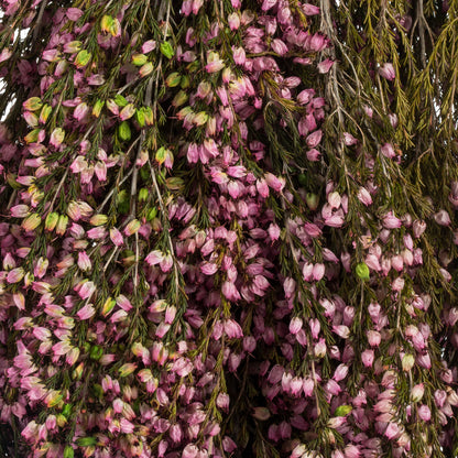 Vickerman 18-20" Pink Heather (Erica) - 4-5 oz Bundle Preserved