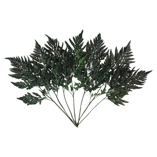 Vickerman 12-15" Fern Green Fern-Leatherleaf 6 stems Preserved