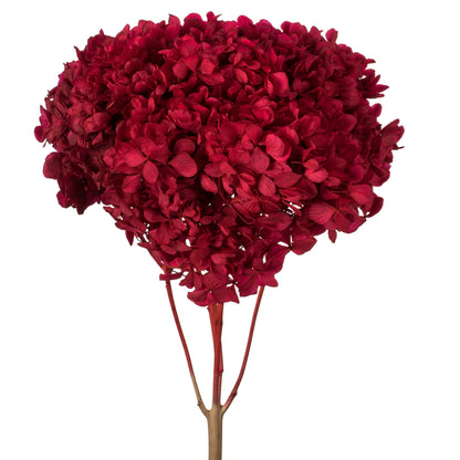 Vickerman 15"  Red Hydrangea with Multiple Branch Segments. Preserved
