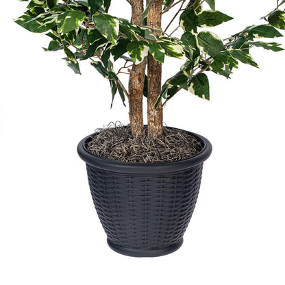 Vickerman 4' Artificial Variegated Ficus Bush Gray Round Plastic Container.