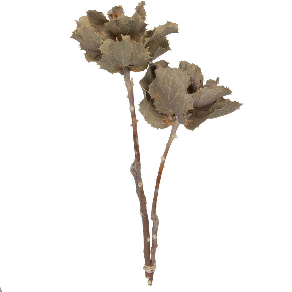 Vickerman Natural Botanicals 14" x 6" Queen Flower Small 2 heads per unit