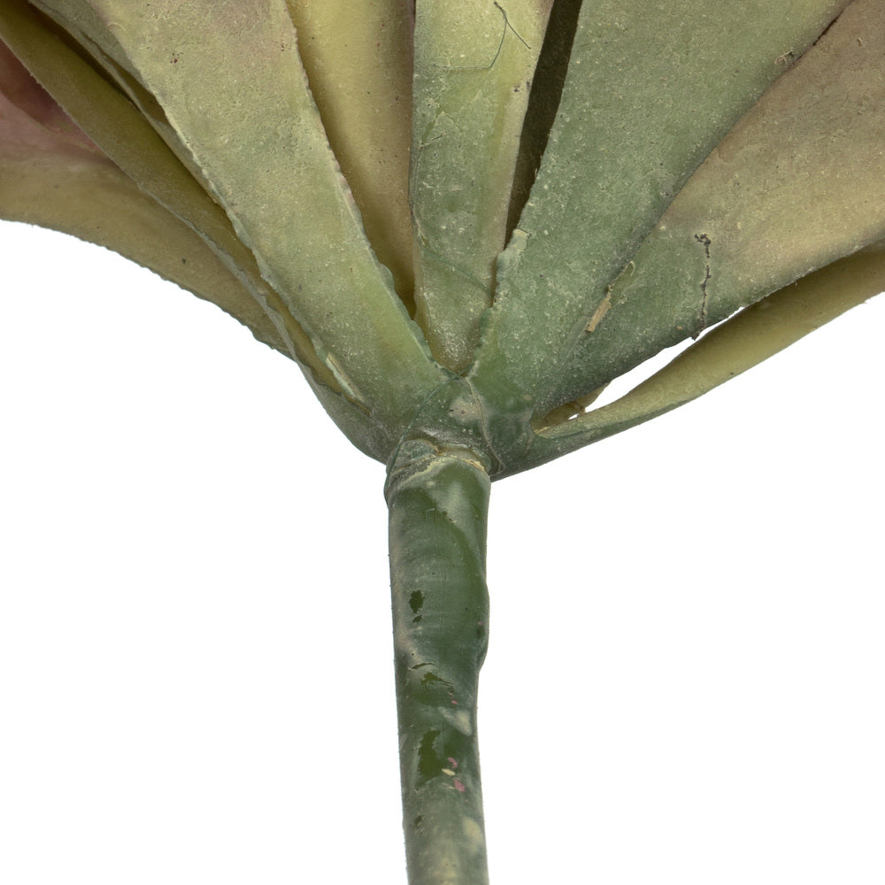 Vickerman 7.5" Artificial Assorted Echeveria Succulent 6 per Bag
