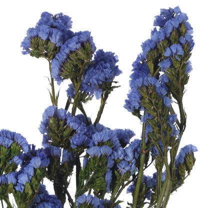 Vickerman Natural Botanicals 19.5" Light Blue Statice Flower 1.25 oz per unit