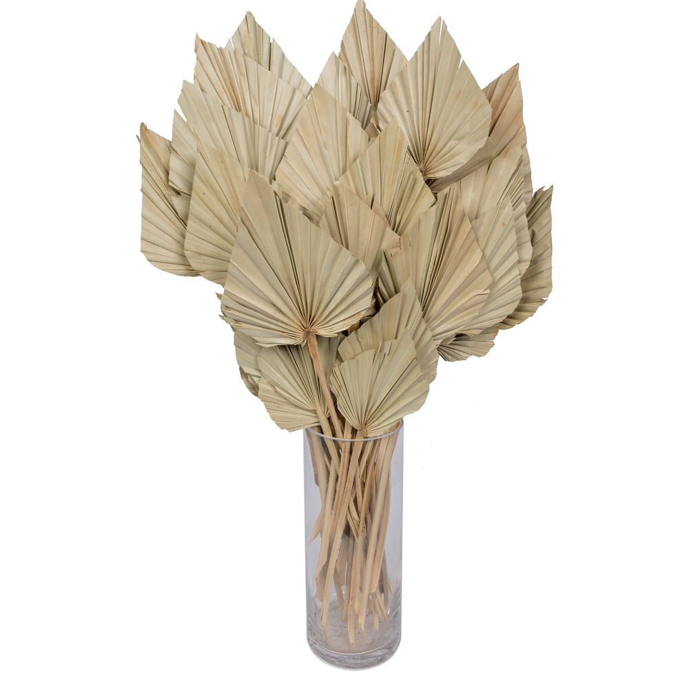 Vickerman Natural Botanicals 20" Palm Spear Natural. Includes 50 pieces per Pack.