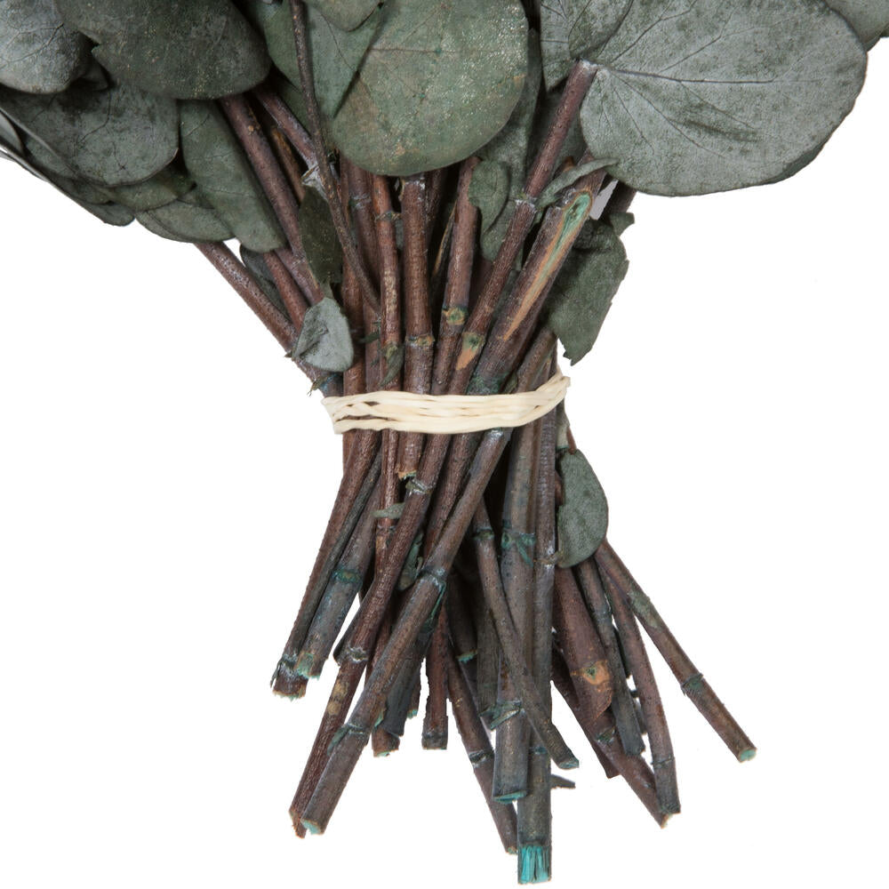 Vickerman Natural Botanicals 18-20" x 9" Eucalyptus Spiral Green 1 lb bundle