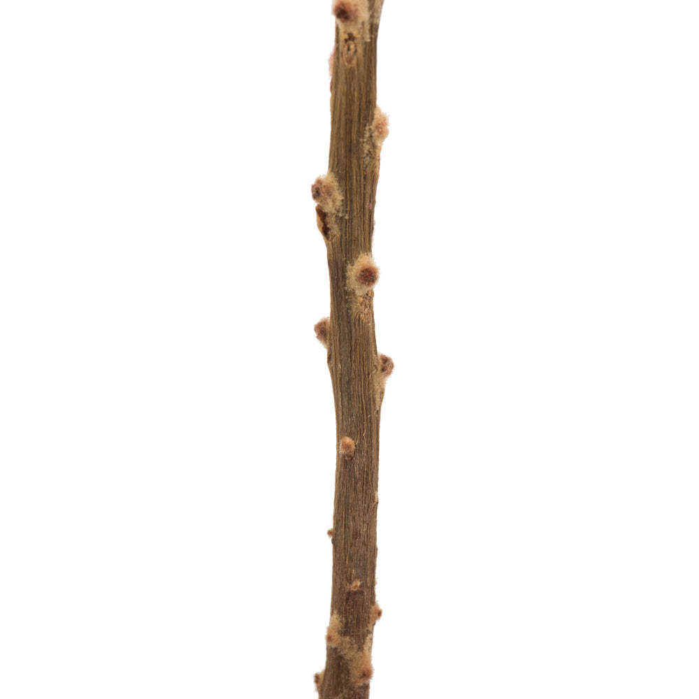 Vickerman 12" Red Baxteri (Banksia) Flower with Stem. Includes 3 Stems per Pack Dried