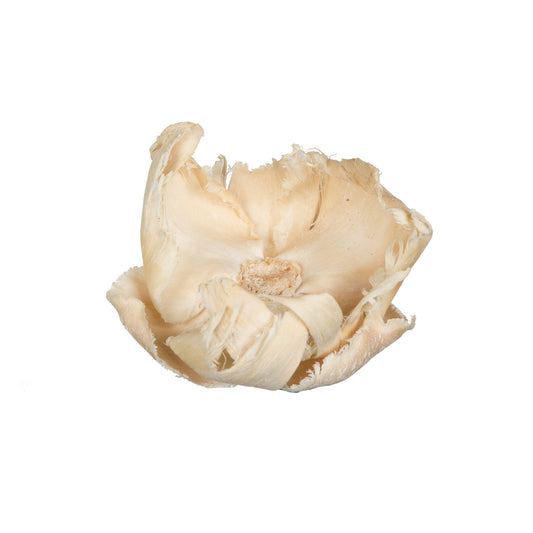 Vickerman Natural Botanicals 2.75" Palm Cap Bleached. Includes 25 pieces per Pack.