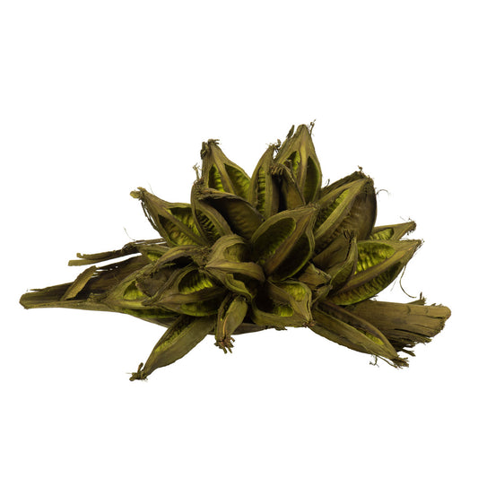 Vickerman 12-16" Basil Star Pod Extra Large