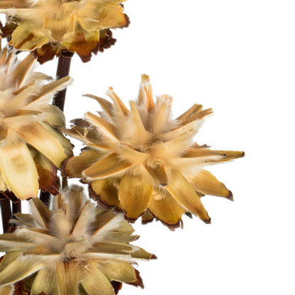 Vickerman 20" Natural Plumosum Head attached to a Brown Stem 9 stems Dried
