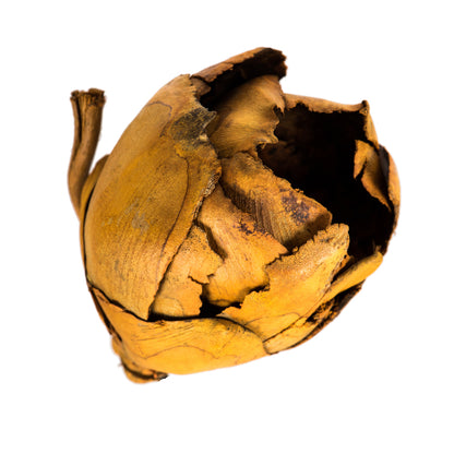 Vickerman 2-3" Aspen Gold Cacho Pod Bulk Case of 60 Pods Dried
