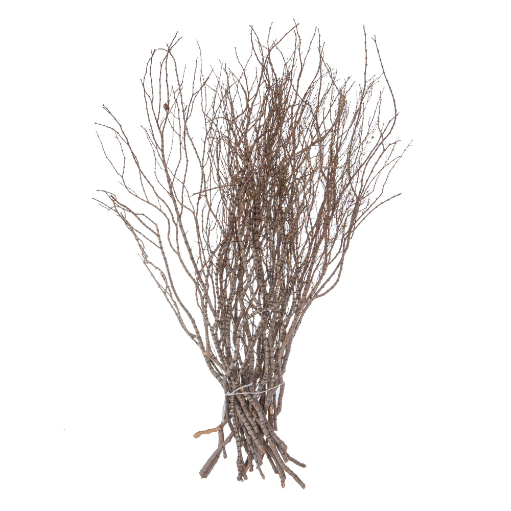 Vickerman 36" Tigerwood bundle 25 stems per Bundle  Dried