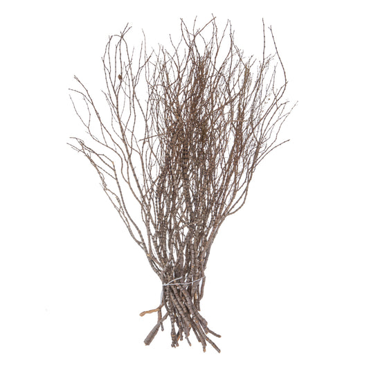 Vickerman 36" Tigerwood bundle 25 stems per Bundle  Dried