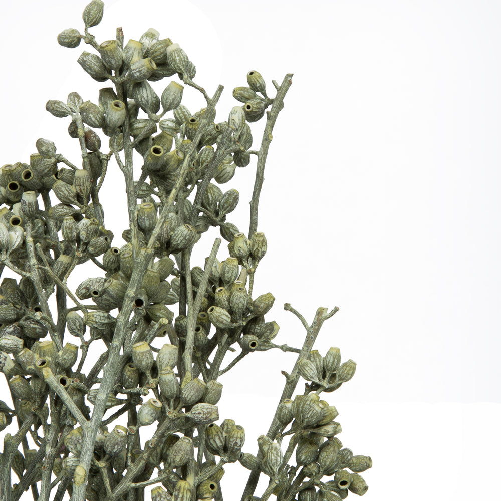 Vickerman Natural Botanicals 12" x 1-3" Eucalyptus Clusters on stem green frosted 16 stems per unit