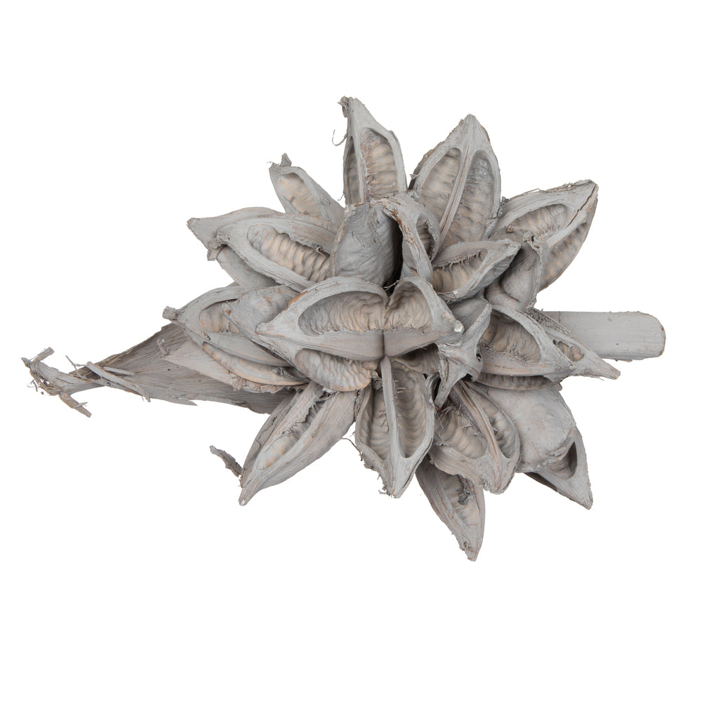 Vickerman 12-16" Gray Wash Star Pod Extra Large Dried