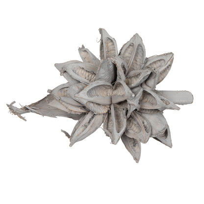 Vickerman 12-16" Gray Wash Star Pod Extra Large Dried