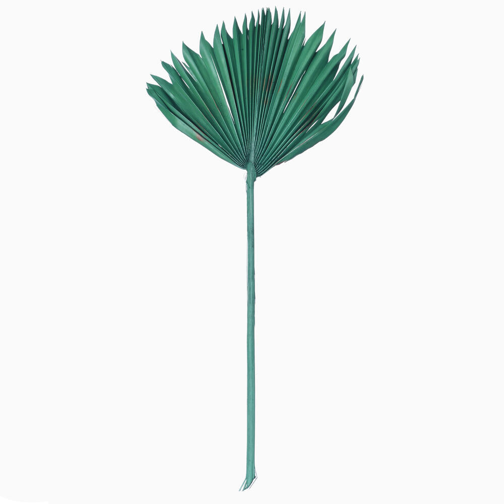 Vickerman Natural Botanicals 13.75 - 19.5" Emerald Dried Palm Sun Spear 12 per bag.
