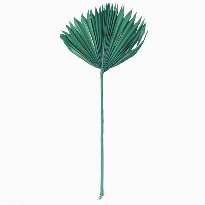 Vickerman Natural Botanicals 13.75 - 19.5" Emerald Dried Palm Sun Spear 12 per bag.