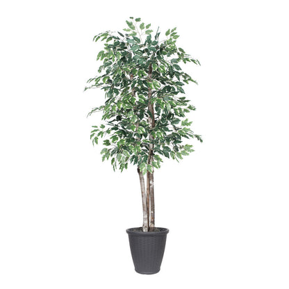 Vickerman 6' Artificial Variegated Ficus Deluxe Tree Gray Round Plastic Container.