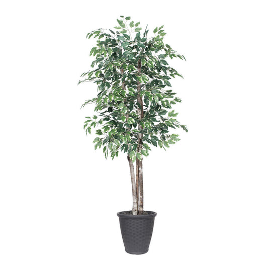 Vickerman 6' Artificial Variegated Ficus Deluxe Tree Gray Round Plastic Container.