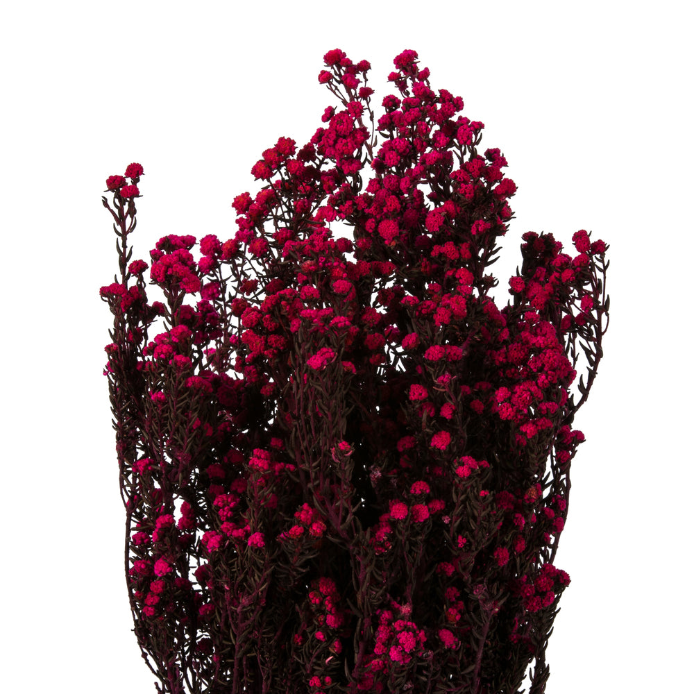 Vickerman 12-22" Raspberry Phylica Bundle.  5-6 oz Preserved