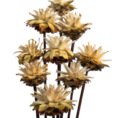 Vickerman 20" Natural Plumosum Head attached to a Brown Stem 9 stems Dried