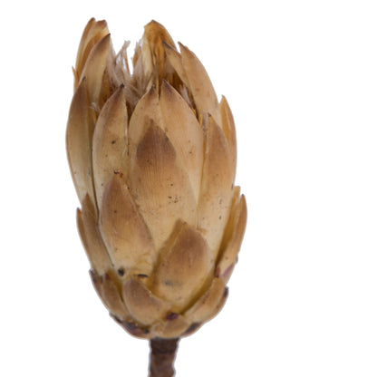Vickerman 14" Cream Repens on a Natural Stem.  Includes 6 Stems per Bundle Dried