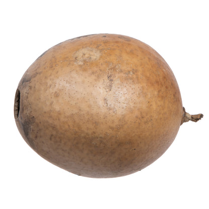 Vickerman 6-7" h x 6-8" w Natural Bacacuia Gourd 1 piece Dried