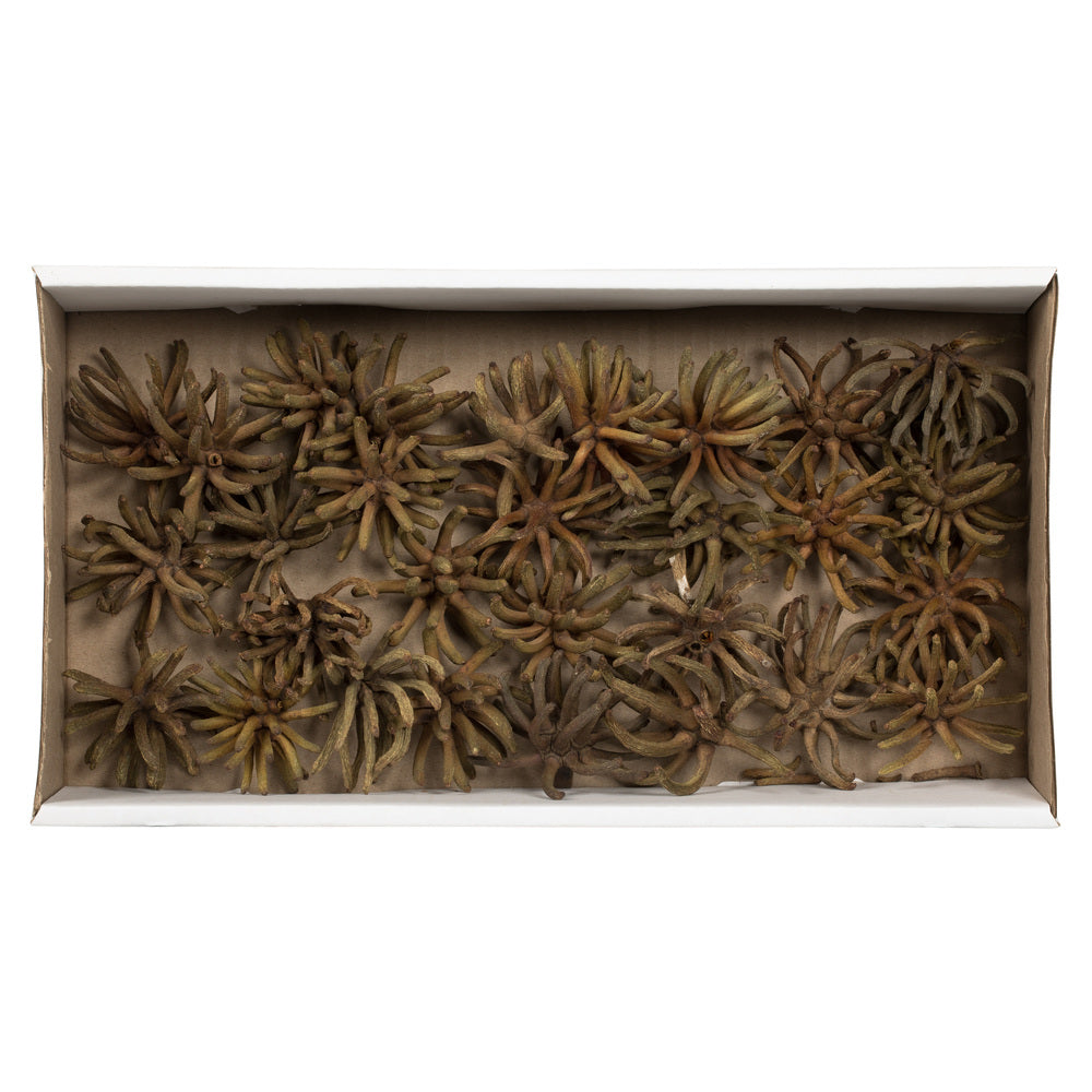 Vickerman 3-4" Nat'l Green Spider Claws Includes 16-20 pieces per tray Dried