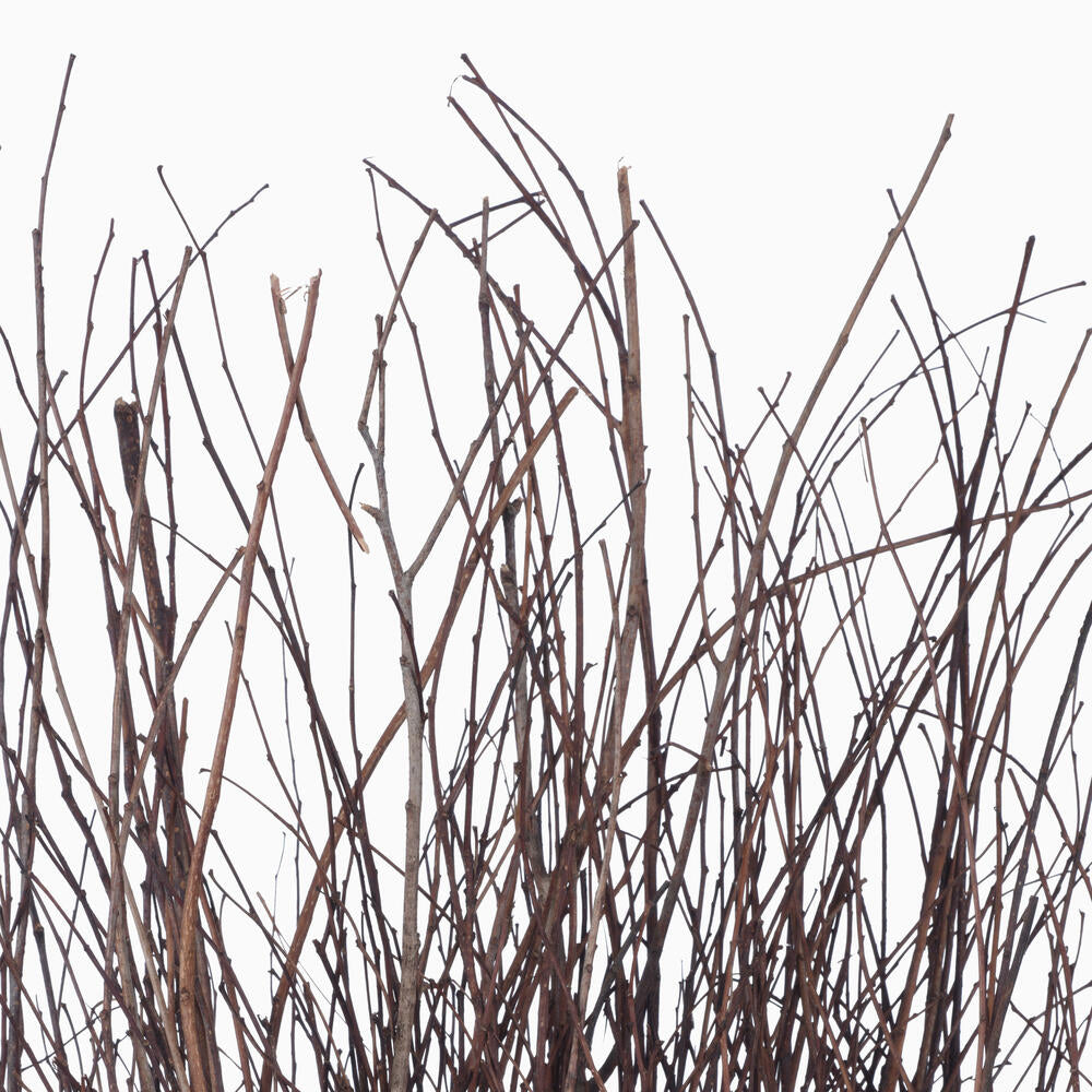 Vickerman Natural Botanicals 32"-40" Browny Lady. Includes 150 Pieces per Pack