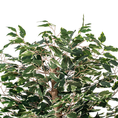 Vickerman 4' Artificial Variegated Ficus Bush Brown Plastic Container.