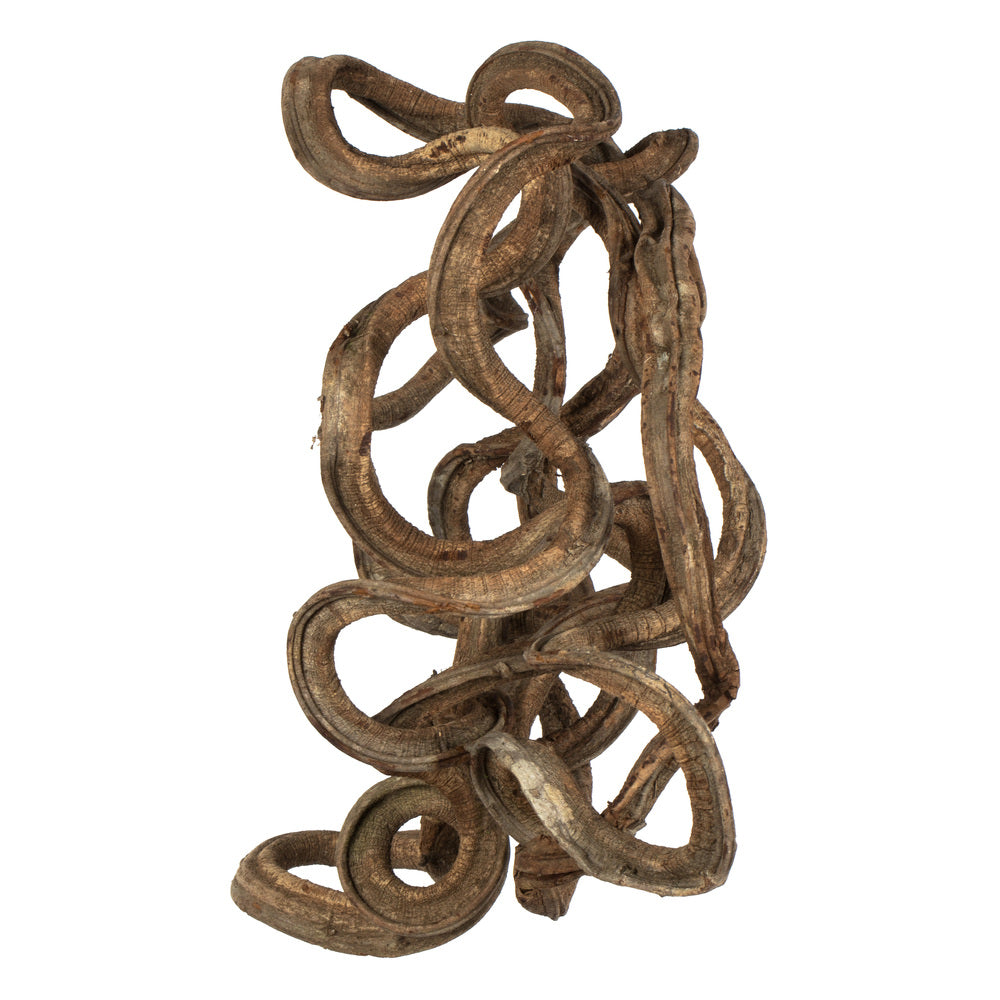 Vickerman 13" Natural Coiled Vine Dried