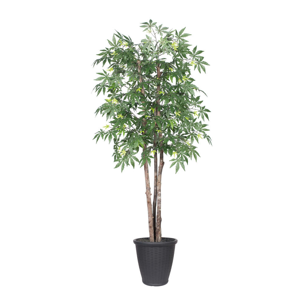 Vickerman 6' Artificial Japanese Maple Deluxe Tree Gray Round Plastic Container.