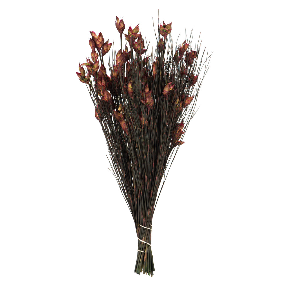 Vickerman 15-20" Merlot Bell Female short 5-6 oz Bundle Preserved