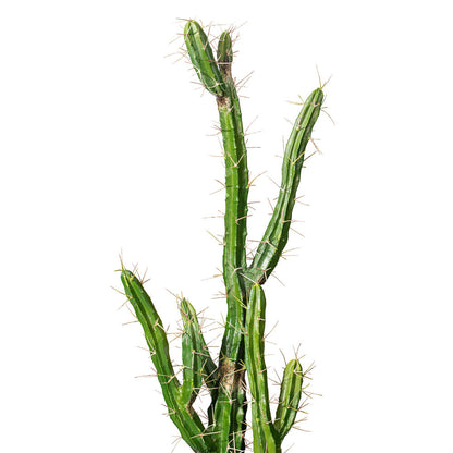 Vickerman 46" Artificial Green Cactus Black Plastic Planters Pot.
