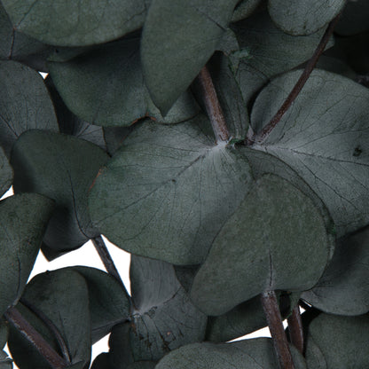 Vickerman Natural Botanicals 18-20" x 9" Eucalyptus Spiral Green 100 grams per bunch