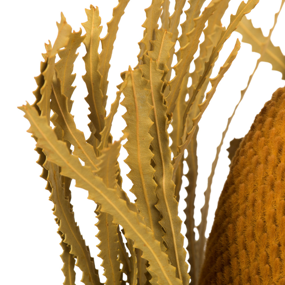 Vickerman 12" Jumbo Aspen Gold Banksia Flower with Dyed Foliage. Includes 3 Stems per Pack. Dried