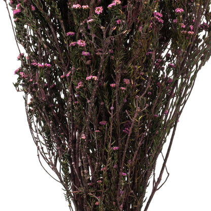 Vickerman 12-22" Violet Phylica Bundle  5-6 oz Preserved