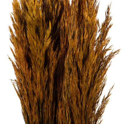 Vickerman 36" Autumn Plume Reed Bundle (15-20 stems) Preserved
