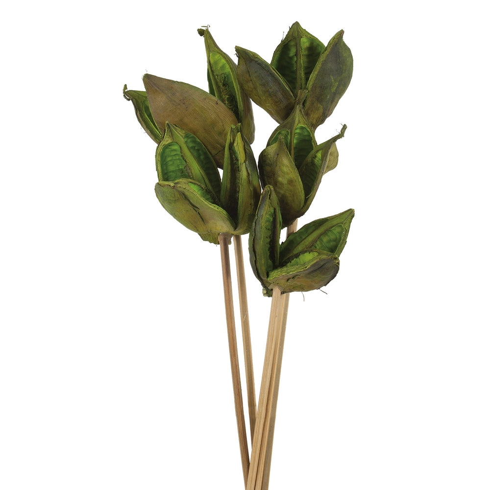 Vickerman 16" Basil Sora Pod attached to a Wood Stem.  Includes 5 Stems per Pack Dried