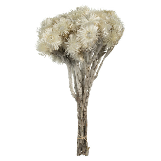 Vickerman 13-14" Natural White Everlasting Flowers approximately 23 blooms Dried