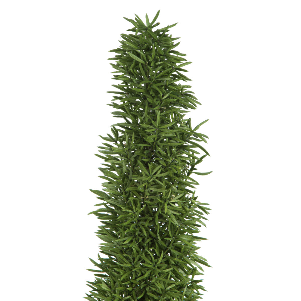 Vickerman 8-10" Green Foxtail Fern 16 Stem Bunch Preserved