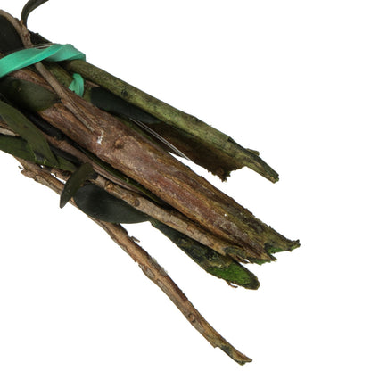 Vickerman 25-36" Green Lepto Longifolia. 6-7 oz Bundle. Preserved