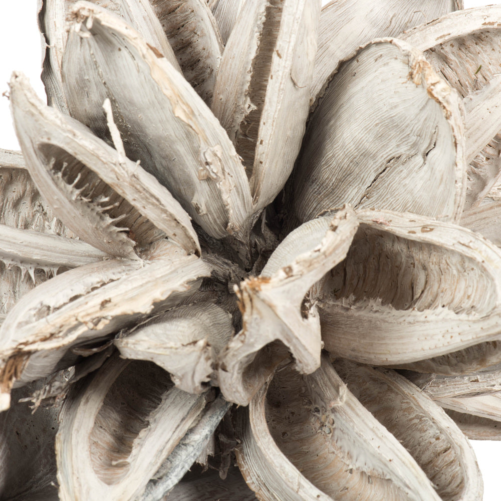 Vickerman 12-16" White Wash Star Pod Extra Large