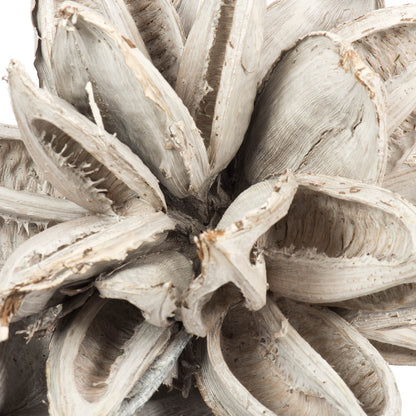 Vickerman 12-16" White Wash Star Pod Extra Large