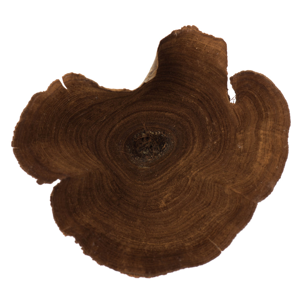 Vickerman 2-6" diameter Natural Calice 15 pieces per bag Dried